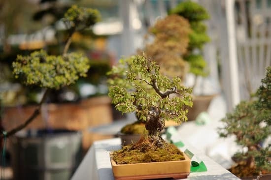 consigliamo prodotti specifici per favorire la crescita e la salute dei bonsai