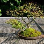 Come Creare Un Bonsai Di Crassula Ovata passo dopo passo