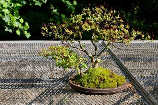Come Creare Un Bonsai Di Crassula Ovata 1 passo dopo passo