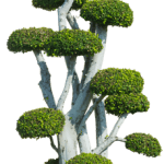 come e quando potare un bonsai di ulivo per la sua migliore crescita