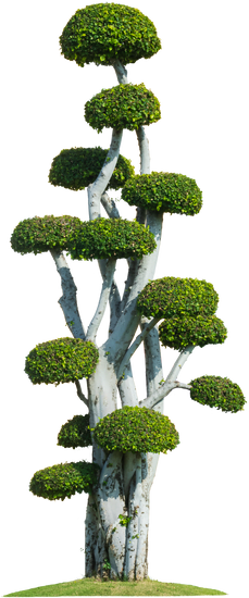 Come E Quando Potare Un Bonsai Di Ulivo 1 come e quando potare un bonsai di ulivo per la sua migliore crescita