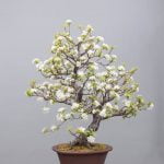 Quando Si Pota Il Ficus Bonsai Scopri quando si pota il ficus bonsai per mantenerlo sano e in forma durante tutto l'anno