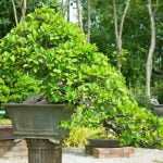 Come Pinza Re Bonsai Liquidambar strumento essenziale per la cura del tuo albero