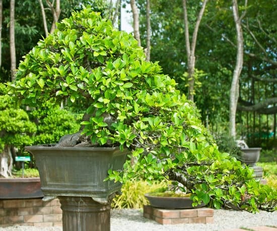 Come Pinza Re Bonsai Liquidambar 1 strumento essenziale per la cura del tuo albero