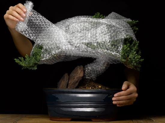 Quando Fare Il Trapianto Di Bonsai Yahoo 1 Scopri il momento ideale per eseguire il trapianto di bonsai Yahoo