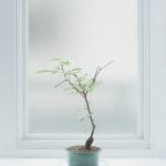 Come Creare Un Bonsai Da Un Ramo Tagluato Di Ficus Trasformare un ramo di ficus in un bonsai perfetto