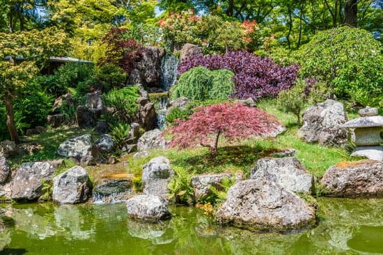 Come Fare I Bonsai Di Pino 1 passo dopo passo