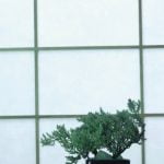 segui le nostre guide e consigli per un'alimentazione e potatura accurata