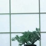 segui le nostre guide e consigli per un'alimentazione e potatura accurata