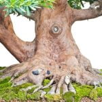 Come Fare Un Bonsai Su Roccia Guida dettagliata su come fare un bonsai su roccia in pochi passaggi