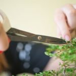 A Quanti Anni Bonsai Scopri a quanti anni un bonsai può essere considerato maturo per la sua crescita