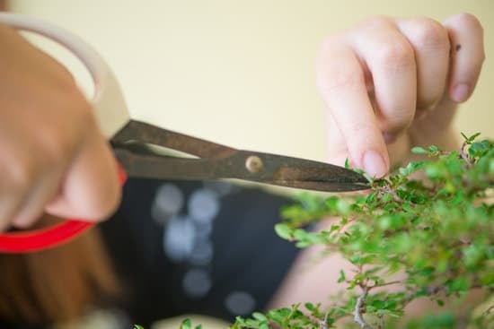 A Quanti Anni Bonsai 1 Scopri a quanti anni un bonsai può essere considerato maturo per la sua crescita