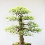 Guida dettagliata su come potare correttamente un bonsai olmo cinese per la crescita ottimale