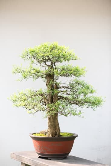Guida dettagliata su come potare correttamente un bonsai olmo cinese per la crescita ottimale