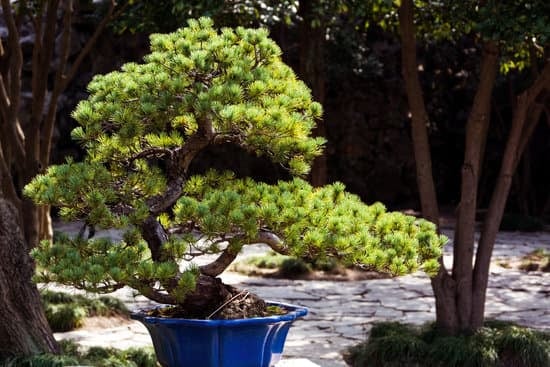 Come Si Cura Bonsai Ficus Banjamin 1 regola la potatura e l'irrigazione