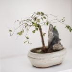 Come Curare I Bonsai Ginseng Scopri i segreti per curare i bonsai ginseng con semplici tecniche e cure specifiche