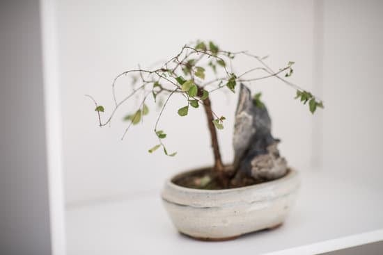 Scopri i segreti per curare i bonsai ginseng con semplici tecniche e cure specifiche