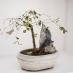 Come Allevare Bonsai Pino consigli, cure e potatura accurata