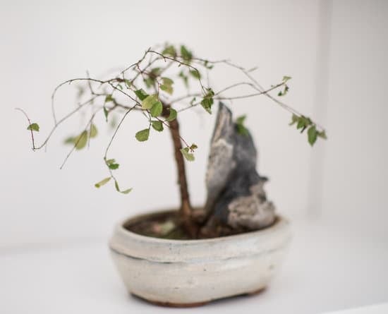 Come Allevare Bonsai Pino 1 consigli, cure e potatura accurata