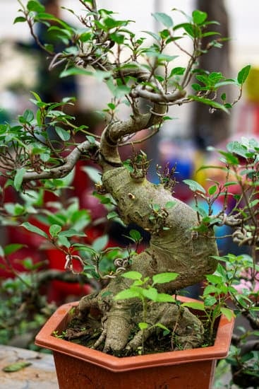 Scopri i segreti su dove tenere una quercia bonsai per farla crescere sana e forte