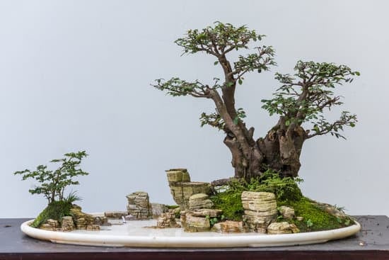 Dove Mettere Un Bonsai Al Caldo O Fredfo 1 Posizionare il bonsai vicino a una fonte di calore per mantenerlo al caldo