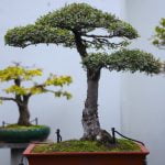 Come Fare Bonsai Di Quercia Guida dettagliata su come fare bonsai di quercia