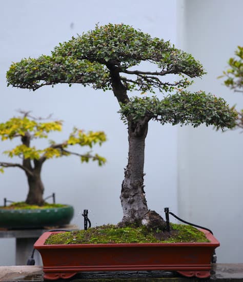 Come Fare Bonsai Di Quercia 1 Guida dettagliata su come fare bonsai di quercia