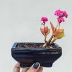 Quale Il Periodo Migliore Per Piantare Un Bonsai Piantare un bonsai in primavera garantisce il periodo migliore per la crescita e la salute della pianta