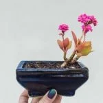 Piantare un bonsai in primavera garantisce il periodo migliore per la crescita e la salute della pianta