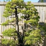 Come far invecchiare un bonsai