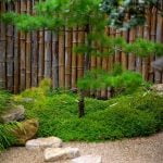 Come Impostare Bonsai Melo Scopri come impostare un bonsai melo con i nostri consigli esperti