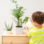 Come Curare Il Bonsai Olivo Scopri come curare il tuo bonsai olivo con consigli pratici e utili