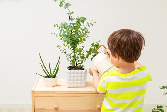 Scopri come curare il tuo bonsai olivo con consigli pratici e utili