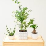 Guida pratica su come creare un bonsai con ulivo senza innesto