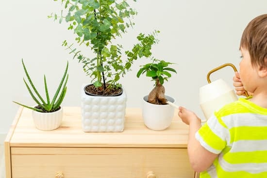 Come Creare Bonsai Con Un Noca 1 consigli su potatura e cura del bonsai