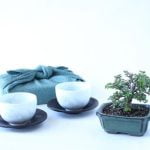 Scopri come i Ficus Bonsai Ginseng si sviluppano in un ambiente controllato.