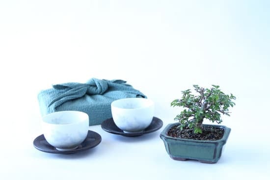 Scopri come i Ficus Bonsai Ginseng si sviluppano in un ambiente controllato.