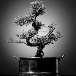 Come Fare Bonsai Di Rosa Guida passo dopo passo su come fare bonsai di rosa. Realizza il tuo giardino zen in miniatura