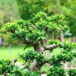 Come Potare Ulivo Bonsai Come potare ulivo bonsai per una crescita sana e armoniosa