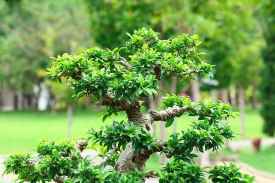 Come Potare Ulivo Bonsai 1 Come potare ulivo bonsai per una crescita sana e armoniosa