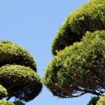 consigli per modellare correttamente la pianta