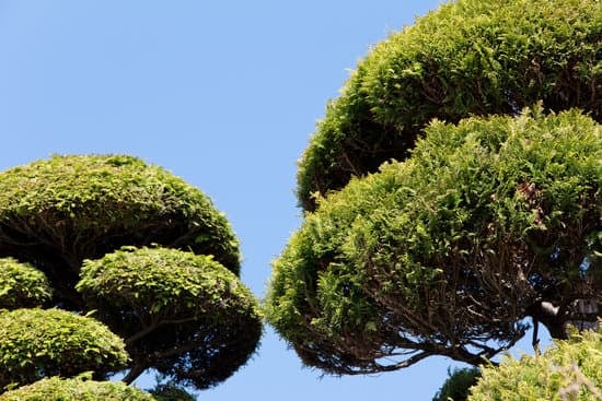 consigli per modellare correttamente la pianta