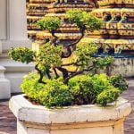 Come Eliminare Millepiedi Da Bonsai Utilizza olio essenziale di menta per eliminare millepiedi da bonsai