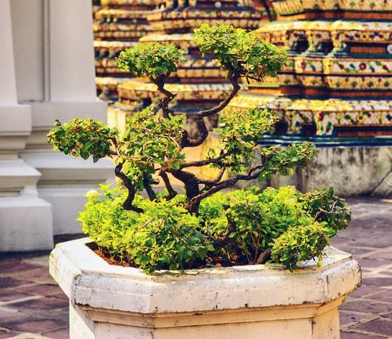 Come Eliminare Millepiedi Da Bonsai 1 Utilizza olio essenziale di menta per eliminare millepiedi da bonsai