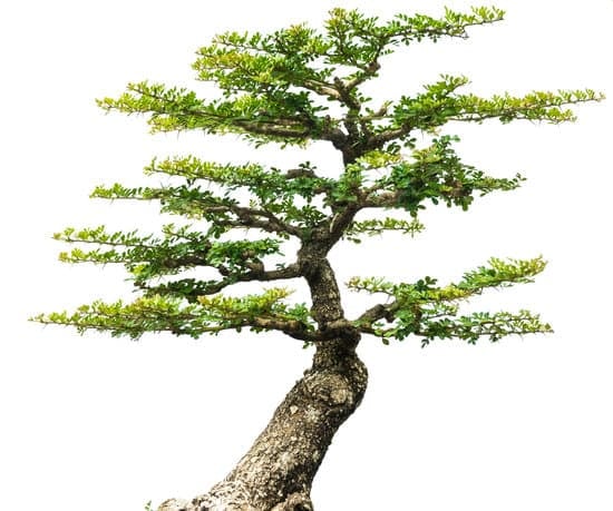 Come Si Bagna Un Bonsai 1 consigli, tecniche e cure ideali per il tuo bonsai