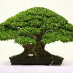 Come Potare Bonsai Ficus Benjamin Guida pratica su come potare correttamente il bonsai ficus benjamin per una crescita sana