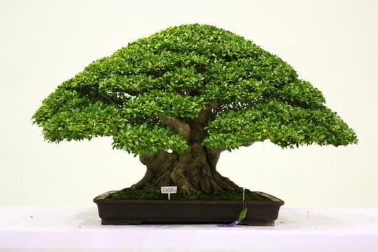 Come Potare Bonsai Ficus Benjamin 1 Guida pratica su come potare correttamente il bonsai ficus benjamin per una crescita sana