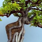 Come potare correttamente il tuo ginseng bonsai per una crescita sana e rigogliosa