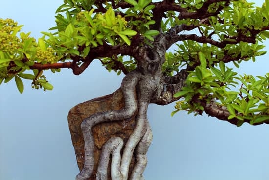 Come Potare Ginseng Bonsai 1 Come potare correttamente il tuo ginseng bonsai per una crescita sana e rigogliosa