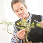 Come Gestire Il Bonsai I segreti per gestire il bonsai con successo